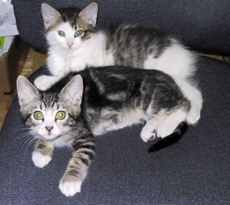 Tiger Lily and Jasmine at three months