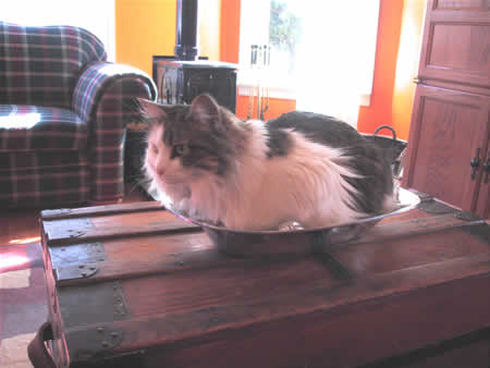 Jasmine fits herself into a serving dish