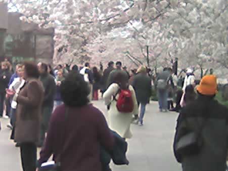 Crowds View Cherry Blossoms at the FDR Memorial