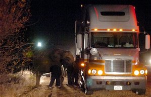 SUV in Enid hits elephant that escaped from circus / BILL HEFTON/AP Photo