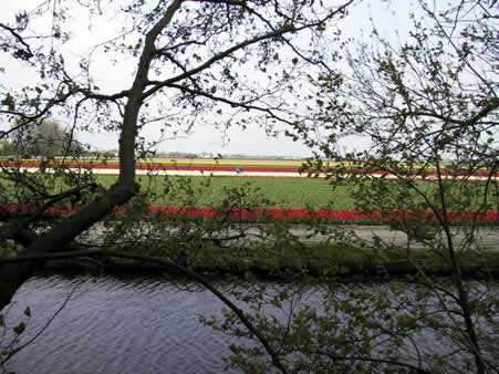 Tulip Fields in the Netherlands