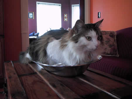 Jasmine in the platter